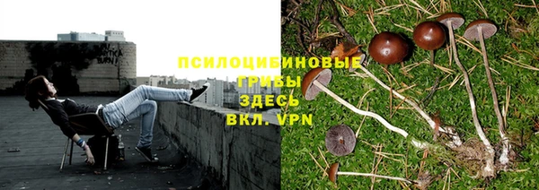 ГАЛЛЮЦИНОГЕННЫЕ ГРИБЫ Арсеньев